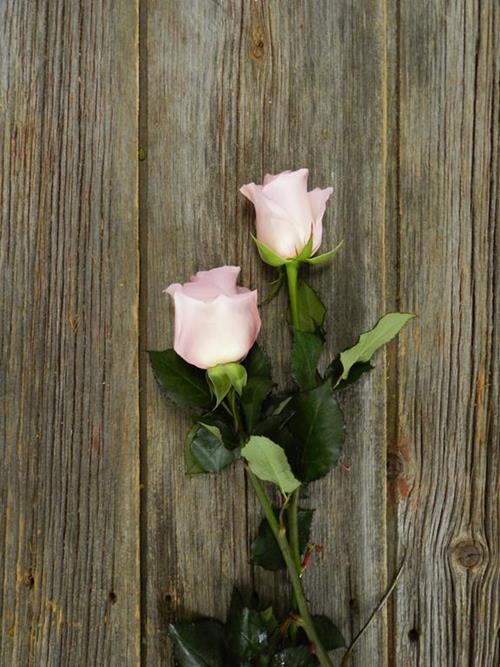 SWEET AKITO  LIGHT PINK ROSES